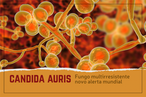Candida guris 2020