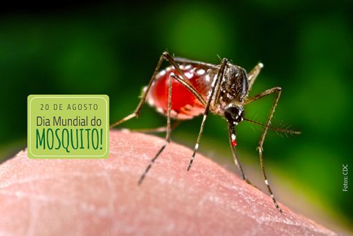 DIa Mundial do Mosquito