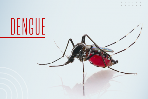 DENGUE 2024